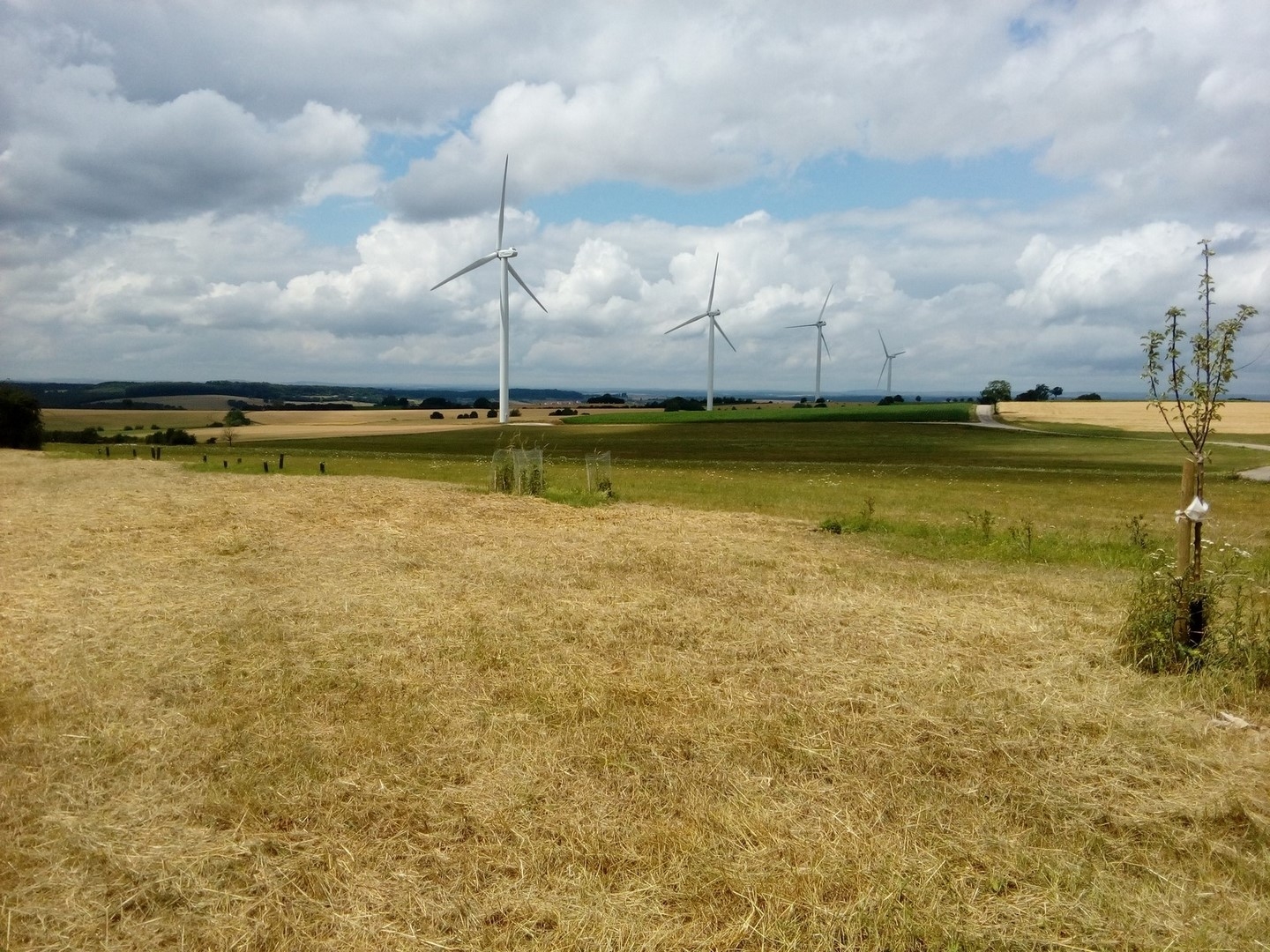 Dehlingen plantation de 182 ml de haies Life