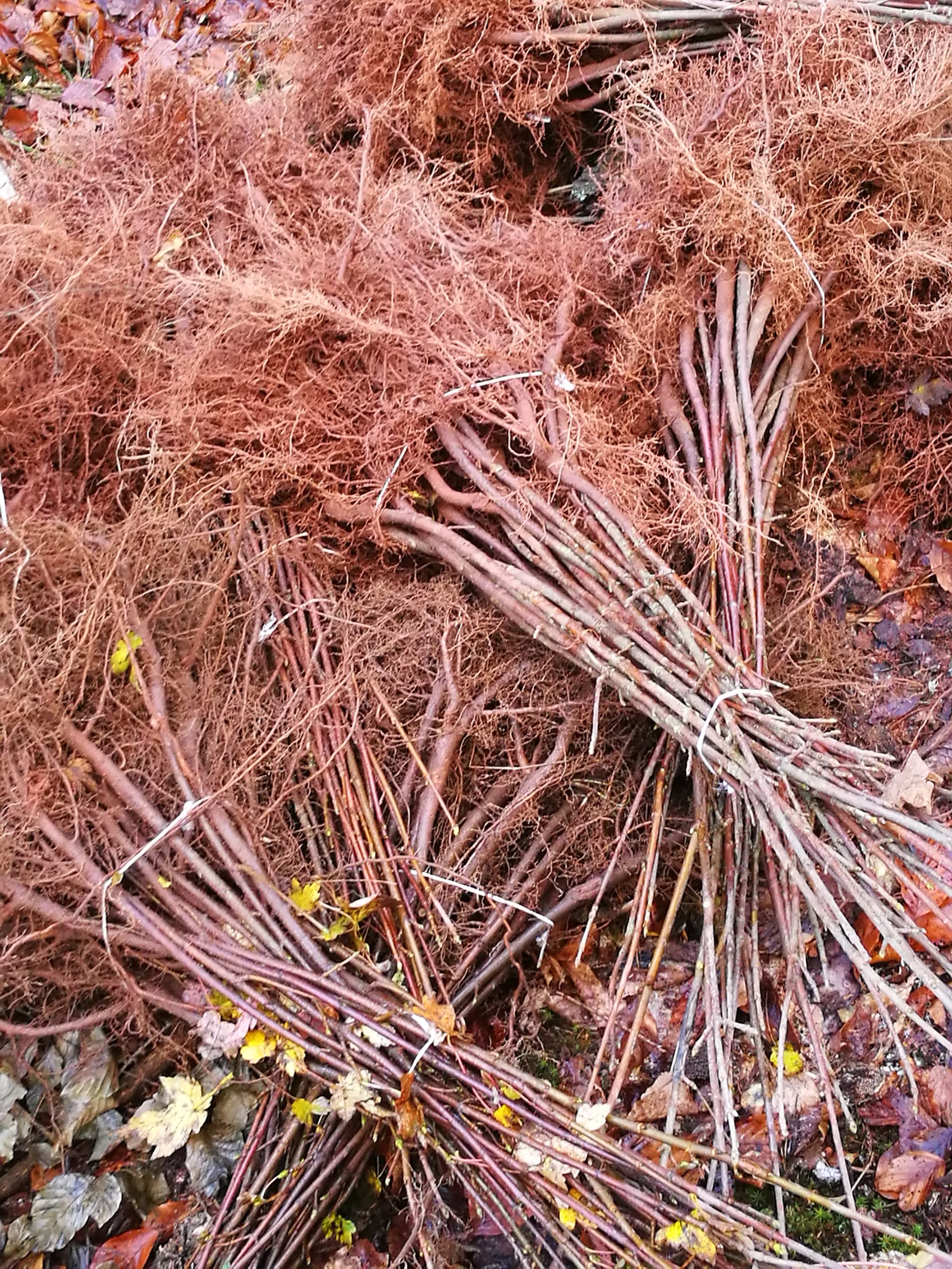 Schmalenberg Laubholzpflanzung Der Luchs fühlt sich hier wohl Life