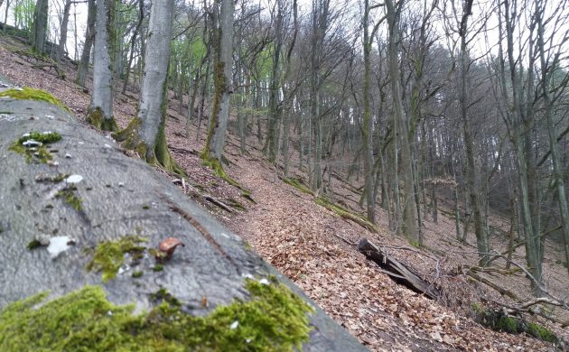 Viel Alt- und Totholz. Ein Lebensraum für viele Arten. 