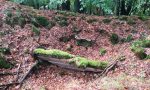 Teile der Wehranlage des Westwalls sind noch zu erkennen Teile der Wehranlage des Westwalls sind noch zu erkennen