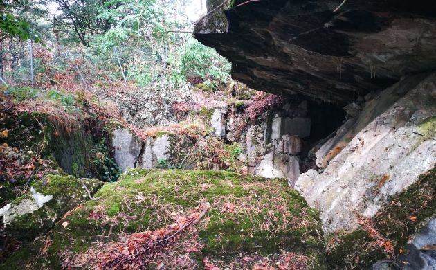 L’îlot de sénescence sur la ligne Siegfried offre de nombreux habitats et structures pour nos espèces inféodées aux milieux forestiers de la Réserve de Biosphère Transfrontalière.. L’îlot de sénescence sur la ligne Siegfried offre de nombreux habitats et structures pour nos espèces inféodées aux milieux forestiers de la Réserve de Biosphère Transfrontalière..