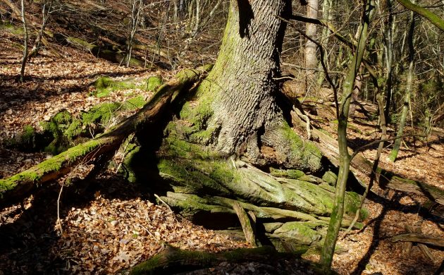 Un chêne remarquable âgé de 350 ans  Un chêne remarquable âgé de 350 ans