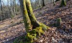 Wasserloch im Stammbasisbereich mit Ansammlung organischer Substanz und Moos (Mikroböden)