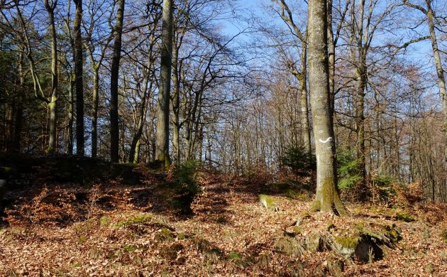 Le trait ondulé blanc indique le début de l’îlot de sénescence.