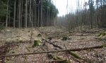 Cette zone essentiellement résineuse a été coupée à blanc (par une entreprise), avec export des rémanents.