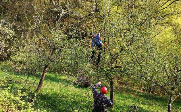 Entretien de vieux arbres fruitiers pour conserver les milieux à forte valeur écologique que sont les vergers traditionnels.