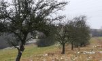 Pflege der Altbäume