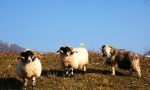 Ziegen und Schafe beweiden die Dernbacher Wiesen und halten die Landschaft offen.