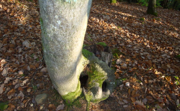 Alter Eichen- und Buchenbestand mit vielen Lebensräumen für unsere Tiere und Pflanzen