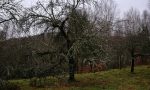 Alter Streuobstbaum