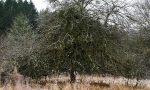 Vorher: Eine ehemalige Streuobstwiese die in Vergessenheit geraten ist.