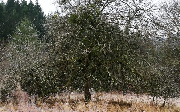 Alter Apfelbaum vor Pflegeschnitt 