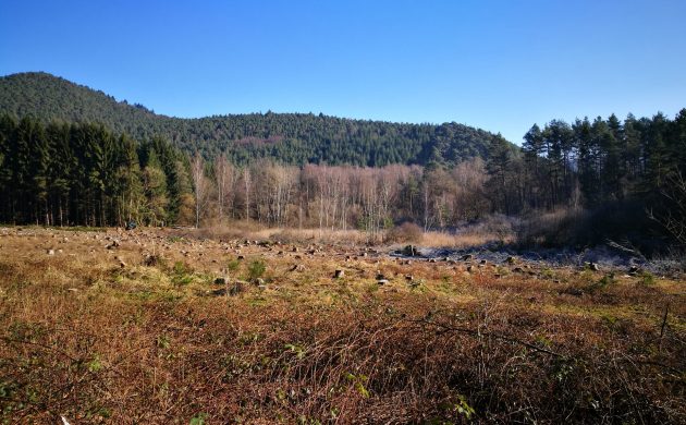 Aus Fichtenwald wird wieder Wiese.