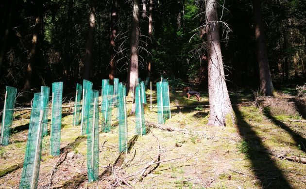 Des plants de chênes protégés de l’appétit des ongulés par des manchons en treillis  Des plants de chênes protégés de l’appétit des ongulés par des manchons en treillis