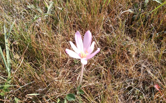 Springkraut, Herbstzeitlose, JKK & Co