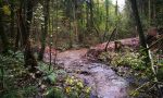Freie 'Fahrt' für Fische nach Abbau des Aufstiegshindernisses Freie 'Fahrt' für Fische nach Abbau des Aufstiegshindernisses