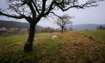 Die alte Streuobstwiese wird mit Jungbäumen wieder aufgepimpt. Die alte Streuobstwiese wird mit Jungbäumen wieder aufgepimpt.
