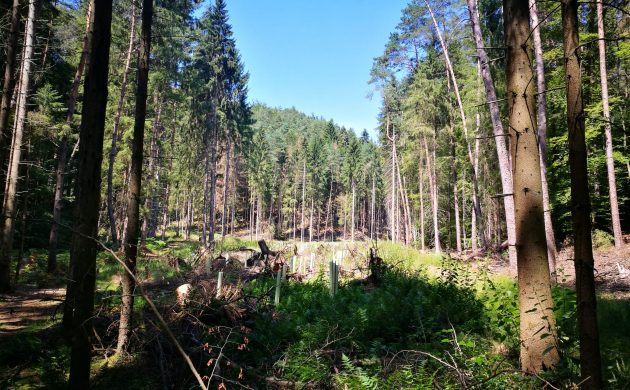 Ziel: In einigen Jahren werden die Klumpen sich auch ohne Verbissschutz weiter entwickeln können.