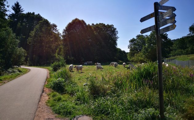 Renaturierung des Bachlaufes