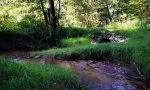 Litschbach im Sommer 2019 Litschbach im Sommer 2019