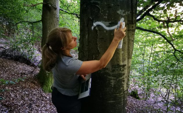 Die weiße Welle markiert die Außengrenzen der Altholzinseln  Die weiße Welle markiert die Außengrenzen der Altholzinseln