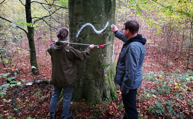 Mehr als 10 Bäume mit BHD >50 cm/ha