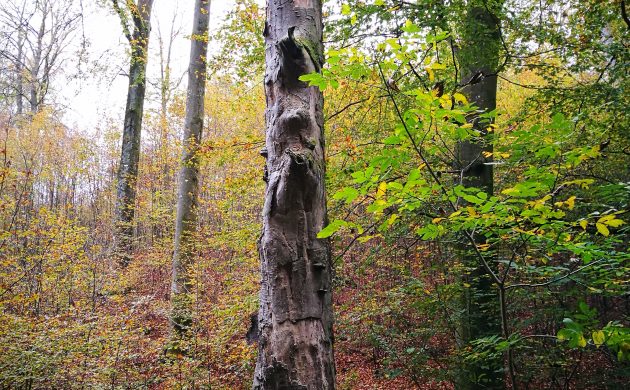Stehendes Altholz als wichtiger Lebensraum zu schützen ist Aufgabe des Projektes LIFE Biocorridors.