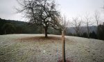 Alter Apfelbaum nach Pflegeschnitt