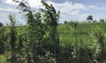 Plantation d'arbres, arbustes et buissons en contexte agroforestier (pruniers et blé) Plantation d'arbres, arbustes et buissons en contexte agroforestier (pruniers et blé)