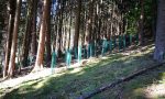 Netzhüllen sollen die Setzlinge vor Wildverbiss schützen.