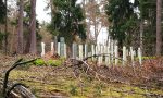 Klumpenpflanzung mit Wuchshüllen als Verbissschutz.