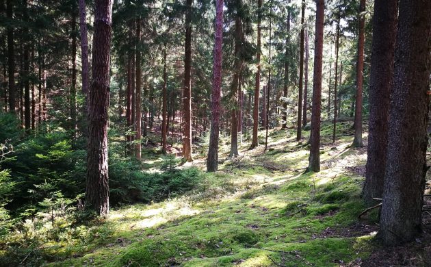 Fichten- und Douglasienwälder sollen wieder zu Laubmischwäldern umgebaut werden. Durchforstete und somit belichtete Bereiche können bepflanzt werden.