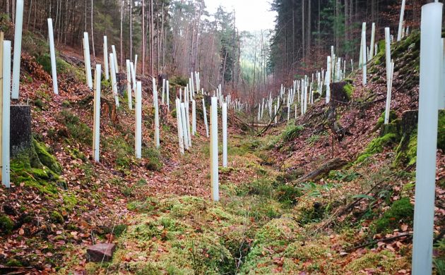 2000 érables sycomores ont été plantés après l’abattage des épicéas qui bordaient le « Kleiner Fischbach » afin de recréer une ripisylve naturelle.