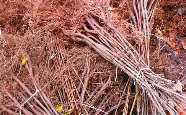710 Bergahornsetzling wurden in Schmalenberg gepflanzt
