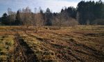 Feuchtgrünland (ca. 0,5 ha) als Trittstein wieder hergestellt.  Feuchtgrünland (ca. 0,5 ha) als Trittstein wieder hergestellt.