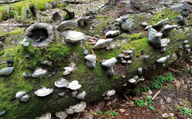 Bois mort au sol dans l’îlot de sénescence de Nothweiler : un milieu idéal pour de nombreuses es espèces, de champignons notamment.  Bois mort au sol dans l’îlot de sénescence de Nothweiler : un milieu idéal pour de nombreuses es espèces, de champignons notamment.