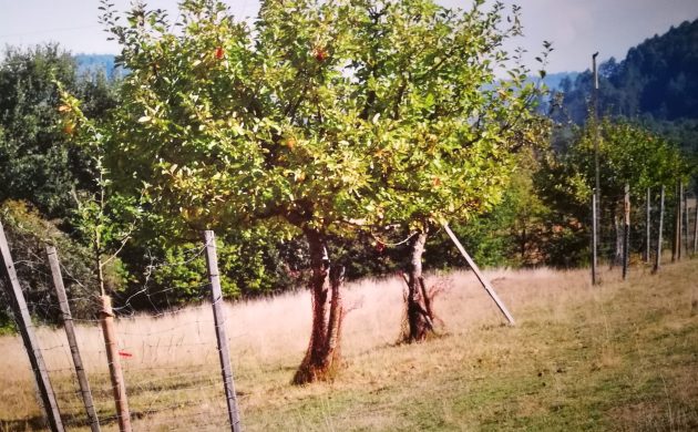 Streuobstwiesen: Ein Hingucker in unserer Landschaft und Lebensraum zahlreicher Arten! Streuobstwiesen: Ein Hingucker in unserer Landschaft und Lebensraum zahlreicher Arten!