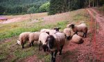 Langfristige Offenhaltung der Landschaft durch Mahd und extensive Beweidung. Langfristige Offenhaltung der Landschaft durch Mahd und extensive Beweidung.