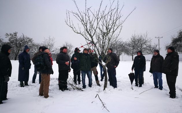 Schnittkurs für hartgesottene Streuobstfans bei minus 4 Grad in Eppenbrunn. 
