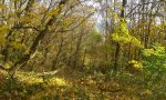 Vorher: Wäldchen Randbereich
