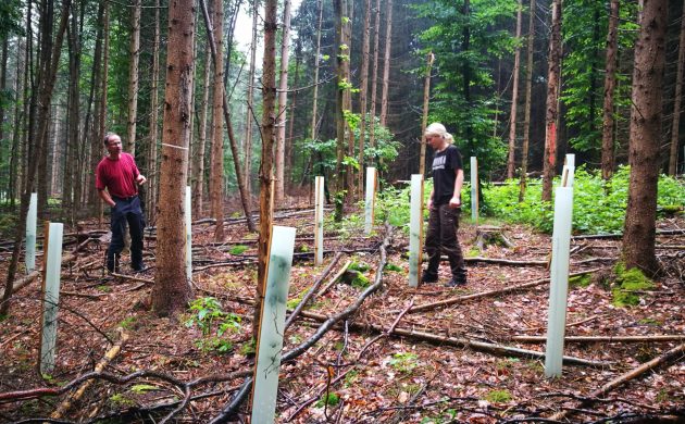 Plantation d’érables sycomores et de hêtres avec protections individuelles Plantation d’érables sycomores et de hêtres avec protections individuelles