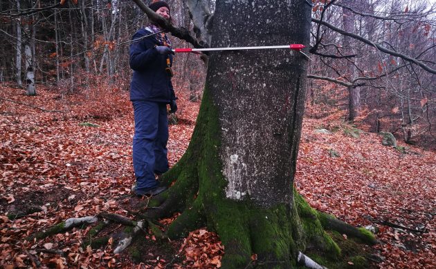 Mesure des arbres au compas forestiers en vue de l’élaboration d’une carte de l’îlot de sénescence
